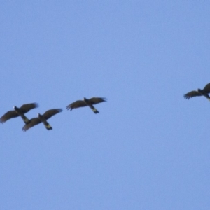 Zanda funerea at Michelago, NSW - 2 Nov 2014