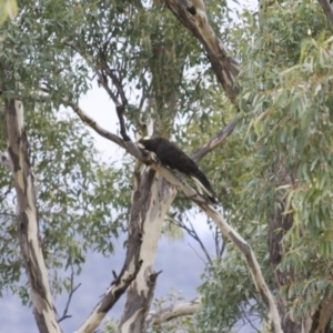 Zanda funerea at Michelago, NSW - 2 Jun 2008