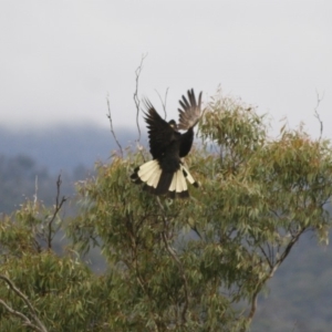 Zanda funerea at Michelago, NSW - 2 Jun 2008