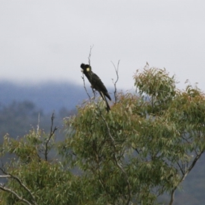 Zanda funerea at Michelago, NSW - 2 Jun 2008