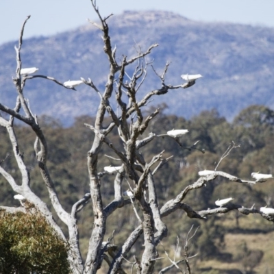 Cacatua galerita (Sulphur-crested Cockatoo) at Michelago, NSW - 23 Sep 2012 by Illilanga