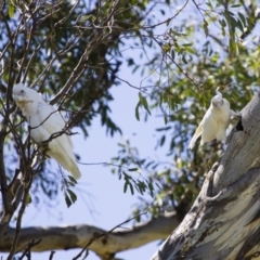 Cacatua sanguinea (Little Corella) at Michelago, NSW - 12 Oct 2013 by Illilanga