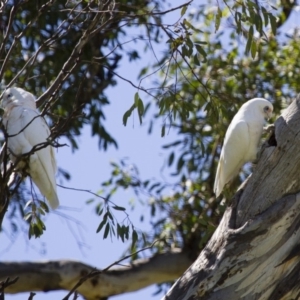 Cacatua sanguinea at Michelago, NSW - 13 Oct 2013