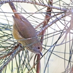 Acanthiza pusilla (Brown Thornbill) at Narrawallee Creek Nature Reserve - 29 Apr 2015 by CharlesDove