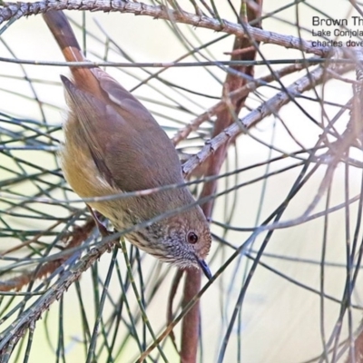 Acanthiza pusilla (Brown Thornbill) at Narrawallee Creek Nature Reserve - 29 Apr 2015 by CharlesDove