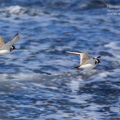 Charadrius rubricollis (Hooded Plover) at South Pacific Heathland Reserve - 29 Apr 2015 by CharlesDove