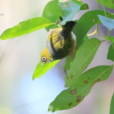 Zosterops lateralis (Silvereye) at Garrads Reserve Narrawallee - 28 Apr 2015 by CharlesDove