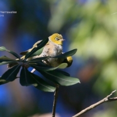 Zosterops lateralis at Garrads Reserve Narrawallee - 28 Apr 2015 12:00 AM