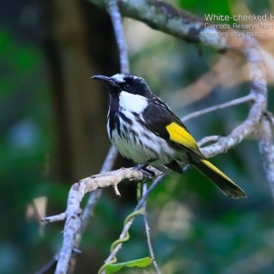 Phylidonyris niger (White-cheeked Honeyeater) at Garrads Reserve Narrawallee - 26 Apr 2015 by Charles Dove