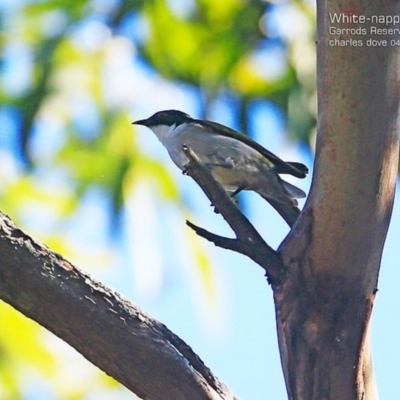 Melithreptus lunatus (White-naped Honeyeater) at Garrads Reserve Narrawallee - 28 Apr 2015 by CharlesDove