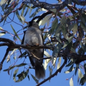 Manorina melanocephala at Garran, ACT - 18 Jul 2018 04:34 PM