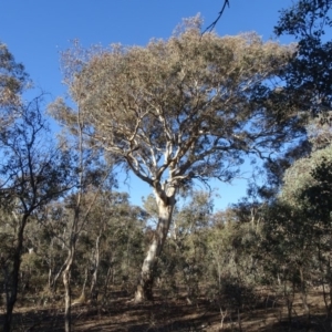 Eucalyptus polyanthemos at Garran, ACT - 18 Jul 2018