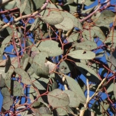 Eucalyptus polyanthemos at Mount Mugga Mugga - 18 Jul 2018