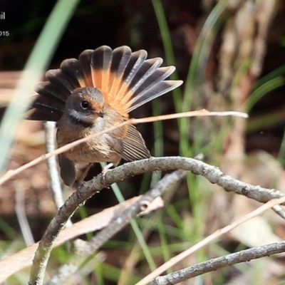 Rhipidura rufifrons (Rufous Fantail) at Narrawallee Creek Nature Reserve - 18 Apr 2015 by CharlesDove