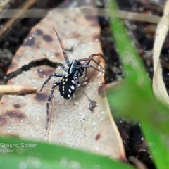 Nyssus coloripes (Spotted Ground Swift Spider) at Lake Conjola, NSW - 16 Apr 2015 by Charles Dove