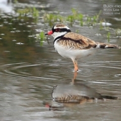 Charadrius melanops (Black-fronted Dotterel) at Milton, NSW - 10 Apr 2015 by CharlesDove