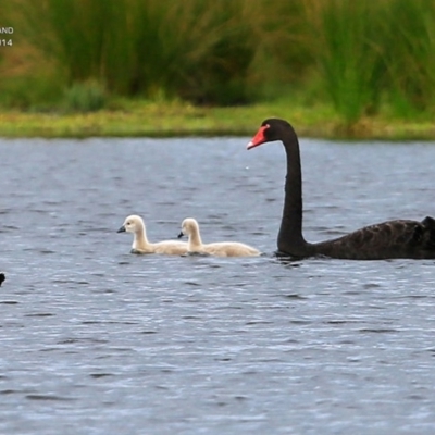 Cygnus atratus (Black Swan) at Milton, NSW - 10 Apr 2015 by CharlesDove