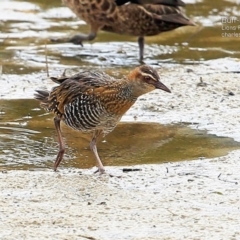Gallirallus philippensis (Buff-banded Rail) at Burrill Lake, NSW - 12 Apr 2015 by CharlesDove