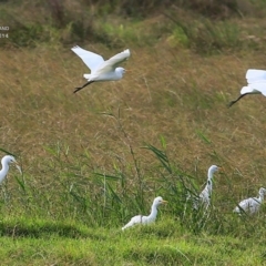 Bubulcus coromandus (Eastern Cattle Egret) at Milton, NSW - 8 Apr 2015 by Charles Dove