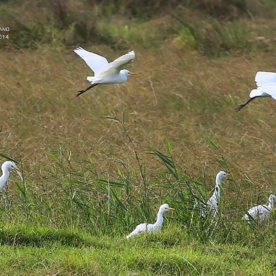 Bubulcus coromandus (Eastern Cattle Egret) at Milton, NSW - 9 Apr 2015 by CharlesDove
