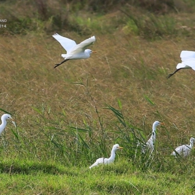 Bubulcus coromandus (Eastern Cattle Egret) at Milton, NSW - 8 Apr 2015 by Charles Dove