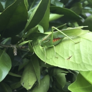 Caedicia simplex at Michelago, NSW - 28 Dec 2017 04:33 PM