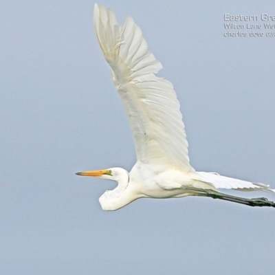 Ardea alba (Great Egret) at Milton, NSW - 11 Apr 2015 by CharlesDove