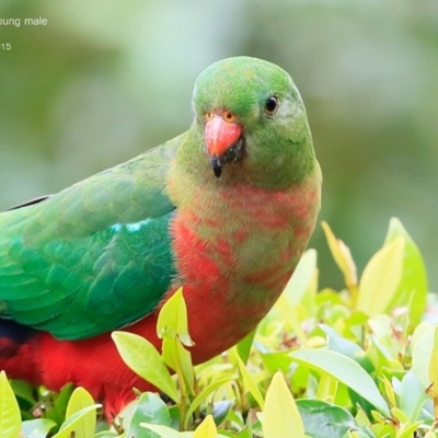 Alisterus scapularis (Australian King-Parrot) at Burrill Lake, NSW - 2 Apr 2015 by CharlesDove