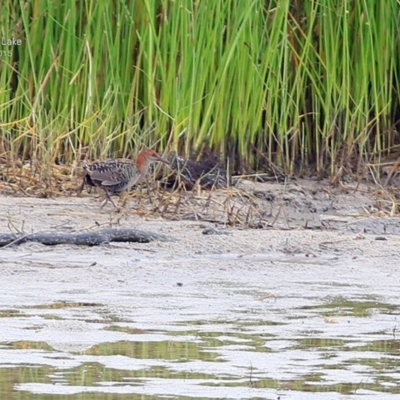 Lewinia pectoralis (Lewin's Rail) at Burrill Lake, NSW - 1 Apr 2015 by Charles Dove