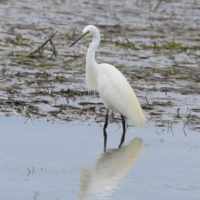 Egretta garzetta (Little Egret) at Burrill Lake, NSW - 11 Apr 2015 by Charles Dove