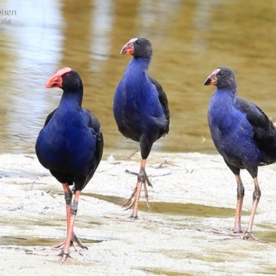 Porphyrio melanotus (Australasian Swamphen) at Burrill Lake, NSW - 12 Apr 2015 by CharlesDove