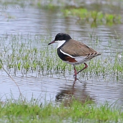 Erythrogonys cinctus (Red-kneed Dotterel) at Milton, NSW - 10 Apr 2015 by CharlesDove