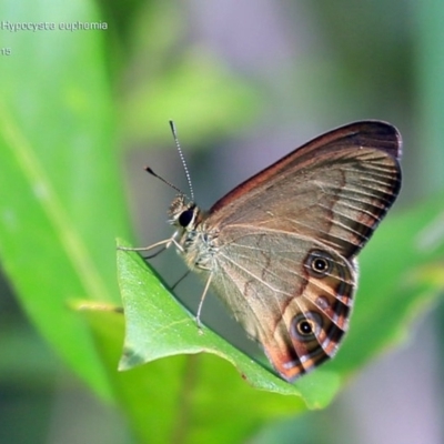 Hypocysta euphemia (Rock Ringlet) at Conjola Bushcare - 2 Apr 2015 by CharlesDove