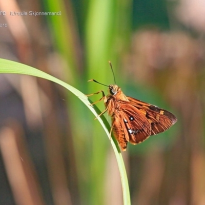 Trapezites symmomus (Splendid Ochre) at Lake Conjola, NSW - 1 Apr 2015 by Charles Dove