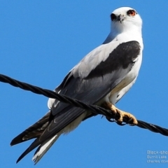 Elanus axillaris (Black-shouldered Kite) at Burrill Lake, NSW - 29 Sep 2014 by CharlesDove