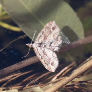 Chloroclystis filata at Michelago, NSW - 24 Jun 2018