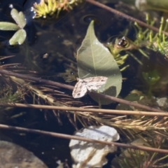 Chloroclystis filata at Michelago, NSW - 24 Jun 2018