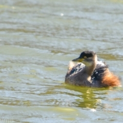 Tachybaptus novaehollandiae (Australasian Grebe) at Fyshwick, ACT - 18 Jul 2018 by frostydog