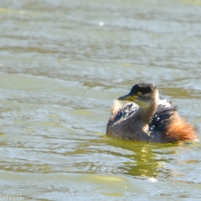 Tachybaptus novaehollandiae (Australasian Grebe) at Fyshwick, ACT - 18 Jul 2018 by frostydog