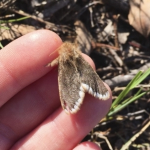 Euproctis marginalis at Michelago, NSW - 17 Dec 2017