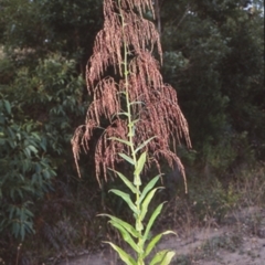 Calomeria amaranthoides (Incense Plant) at Yatte Yattah, NSW - 9 Jan 1999 by BettyDonWood