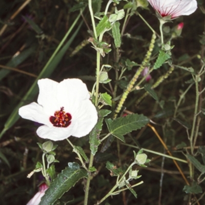 Pavonia hastata (Spearleaf Swampmallow) at Cambewarra, NSW - 7 Mar 1999 by BettyDonWood