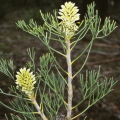 Petrophile pulchella (Conesticks) at Morton National Park - 31 Jan 1999 by BettyDonWood