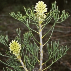 Petrophile pulchella (Conesticks) at Morton National Park - 30 Jan 1999 by BettyDonWood