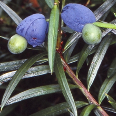 Podocarpus spinulosus (Spiny-leaf Podocarp) at Ulladulla, NSW - 8 Jan 1999 by BettyDonWood