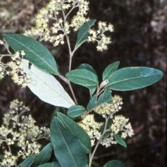 Pomaderris discolor (Eastern Pomaderris) at Nelligen, NSW - 23 Sep 2001 by BettyDonWood