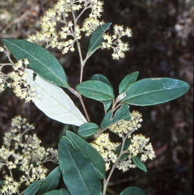 Pomaderris discolor (Eastern Pomaderris) at Nelligen, NSW - 23 Sep 2001 by BettyDonWood