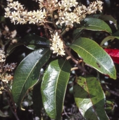 Quintinia sieberi (Possumwood) at Morton National Park - 14 Oct 2000 by BettyDonWood