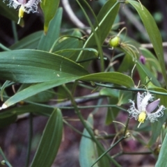 Eustrephus latifolius (Wombat Berry) at Boyne State Forest - 8 Nov 1998 by BettyDonWood