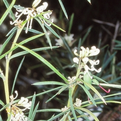 Grevillea patulifolia at Morton National Park - 7 Nov 1998 by BettyDonWood